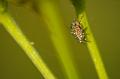 Insecte inconnu